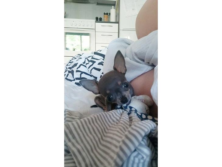 Chihuahua Aston billede 1