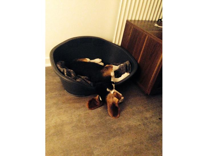 Beagle Holger billede 1