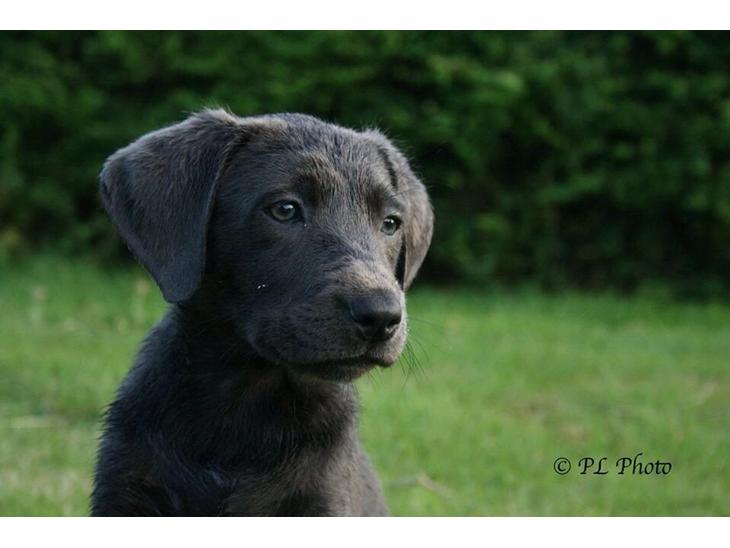 Labrador retriever Cassiopeia - 1) 8 uger billede 1