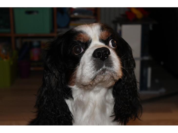 Cavalier king charles spaniel Lucky <3 - Lucky 10 år <3 billede 1