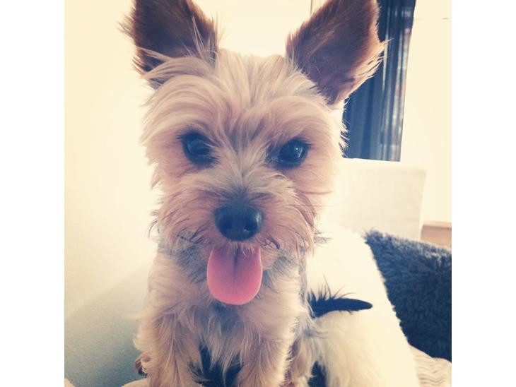 {{currentPhoto.altText}} billede {{currentPhoto.number}}