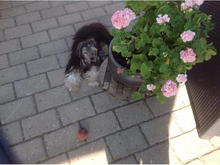 {{currentPhoto.altText}} billede {{currentPhoto.number}}