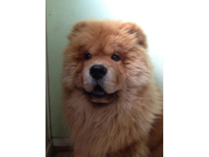 Chow chow Bastian billede 1