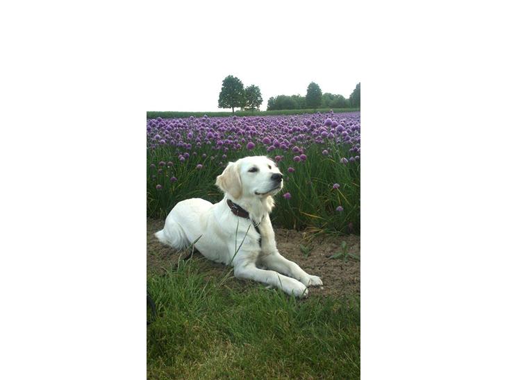 Golden retriever Abby - Smukke dyr. billede 1