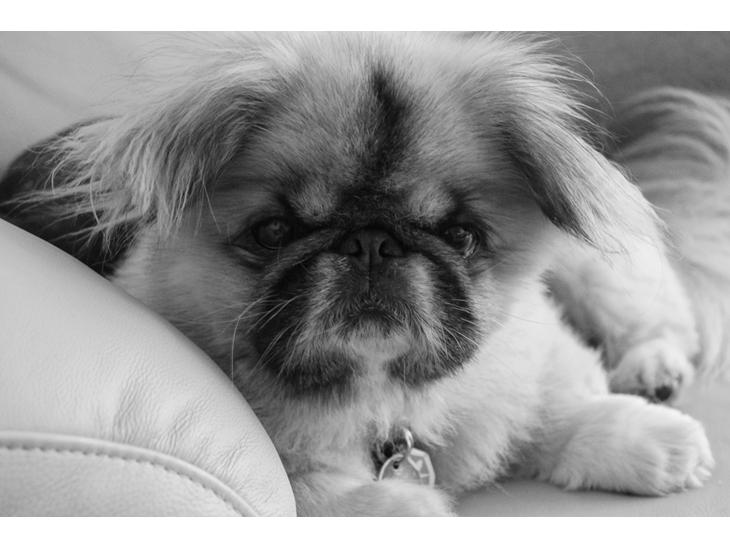Pekingeser Jason billede 1