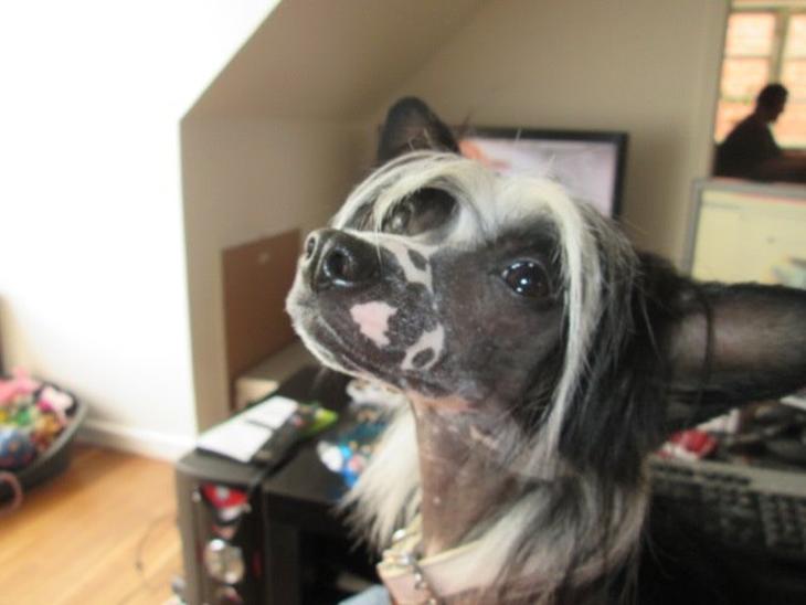 {{currentPhoto.altText}} billede {{currentPhoto.number}}