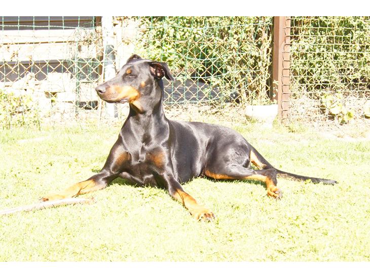 Dobermann DEBBI billede 1