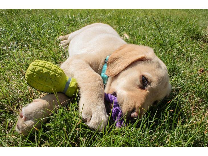 Labrador retriever Marvin billede 1