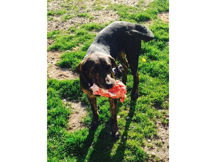 Blanding af racer Tayson billede 1