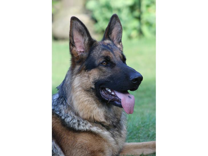 {{currentPhoto.altText}} billede {{currentPhoto.number}}