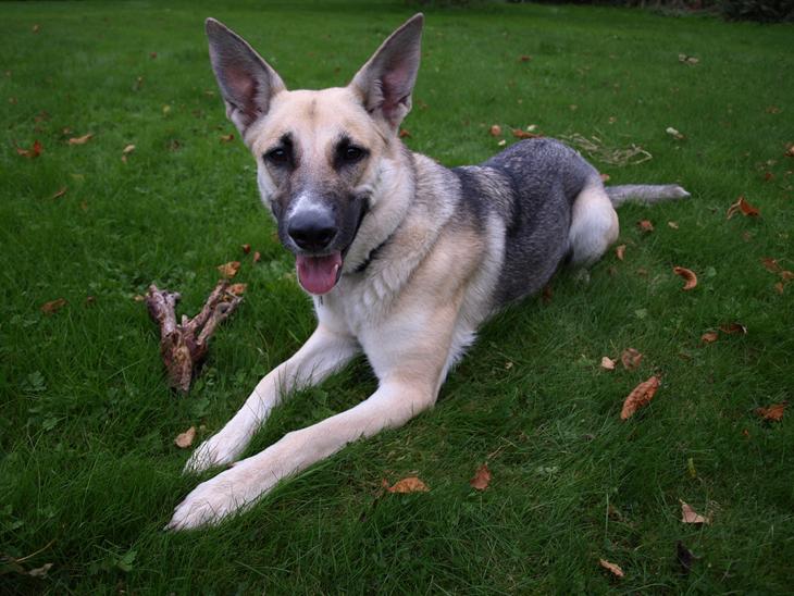 {{currentPhoto.altText}} billede {{currentPhoto.number}}