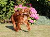 Cavalier king charles spaniel Ludvig
