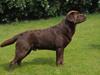 Labrador retriever Kanda Ka-Noa Sylvester