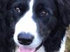 Border collie Balou [ Himmelhund]