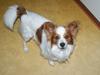 Papillon Buster
