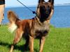 Malinois Jenos Ricco