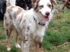 Australian shepherd Petra