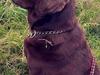 Labrador retriever Samson [ Himmelhund]