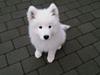 Samojedhund Cabaka's I Will Impress - Elvis.
