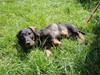 Gravhund Oliver