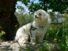 Bichon à poil frisé Banjo