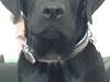 Labrador retriever Tyson SOLGT D. 6/11 - 2014 
