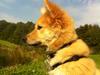 Islandsk fårehund Viggo