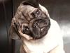 Mops Alma