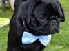 Mops Midas