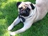 Mops Bobby Olsen