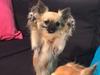 Chihuahua Princess