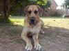 Grand danois Nero [Tidl. hund]