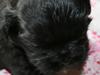 Shih tzu Zoey