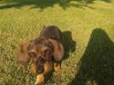 Dværggravhund Sally