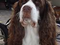 Engelsk springer spaniel Frida