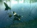 Engelsk springer spaniel Mille