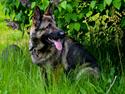 Schæferhund Tesvanes Hillary - Aisha
