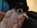 Dansk svensk gaardhund molly