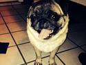 Mops Fia