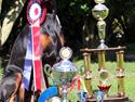 Dobermann Qui Terret Addiction