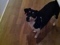 Dansk svensk gaardhund Coffee R.I.P