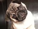 Mops Alma