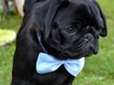 Mops Midas
