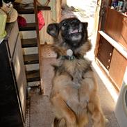 Schæferhund Sille