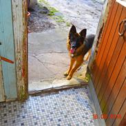Schæferhund Sille