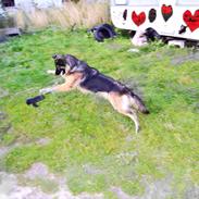 Schæferhund Sille