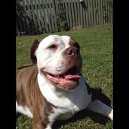 Olde english bulldogge Alcapones Donna