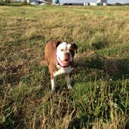 Olde english bulldogge Alcapones Donna