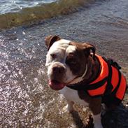 Olde english bulldogge Alcapones Donna