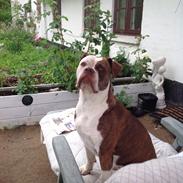 Olde english bulldogge Alcapones Donna